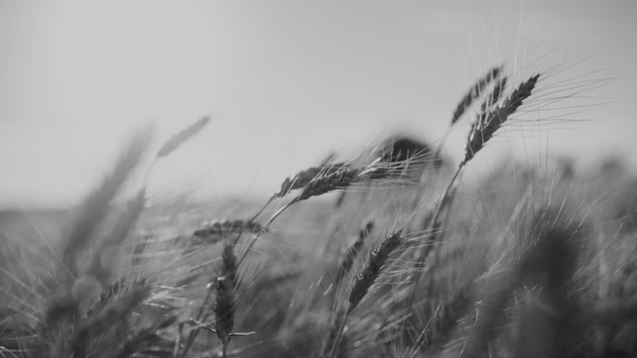 Agri-Food Industry Leader: Price Repositioning in a Matter of Weeks